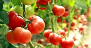 Cine-si-de-ce-are-nevoie-de-seminte-tomate-rosii